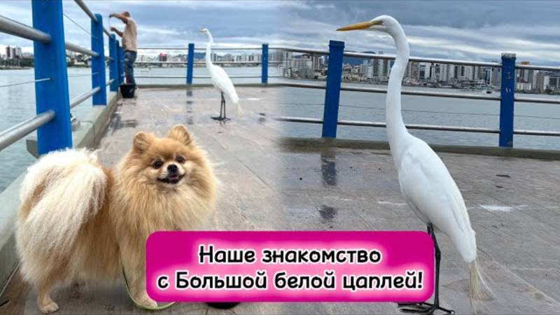 Наше знакомство с большой белой цаплей?