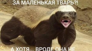 "МЕДОЕД И ЛИЛ НАГГЕТ" (ПРИКОЛЫ С МЕДОЕДОМ)