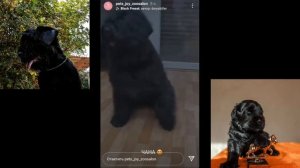 Щенки Русского Чёрного Терьера от родителей-чемпионов!