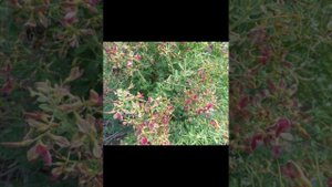 Жантақ шөбінің емдік қасиеті мен пайдасы