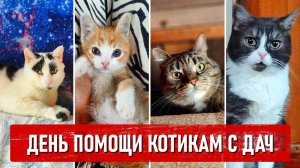 Сегодня день помощи котам, кошкам и котатам, которых оставили на дачах (почти 70 котиков)