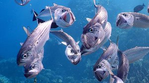 Бухта Брайка 2024