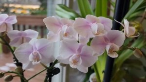 Sophie's Garden 来棵斑叶浓香的蝴蝶兰吧 Phal. Long Pride Leah & Phal. Pinlong Cheris