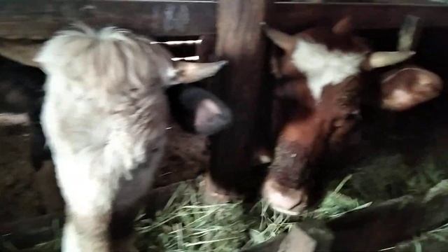 Айширы, голштины,джерсеи тельные телки -разбирайте!! смотреть онлайн