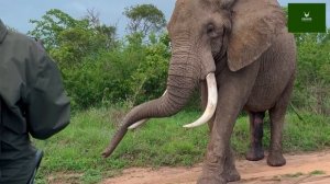 Не стой на пути у слона

Отблагодарить автора:
4276 3800 4614 2027
СБЕР
#слон #парккрюгера #юар