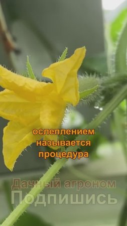 Зачем вы ослепляете огурцы