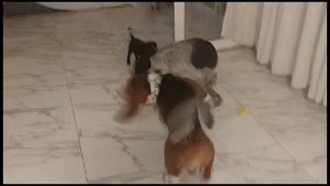 🐈🐱DOG CARE 24/7 BATUMI SPOILED DOGGY БАТУМИ адопция и транспортировка собачек в любую точку мир