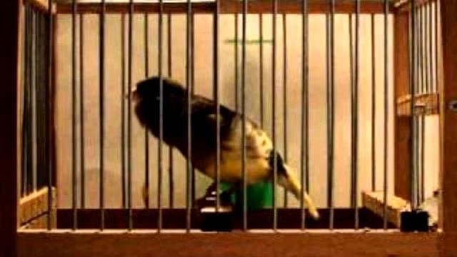 СТАНДАРТНА ПЕСЕН ЗА ОБУЧЕНИЕ НА КАНАРИ ПОРОДА "ОРФЕЙ" RumenRusev смотреть онлайн