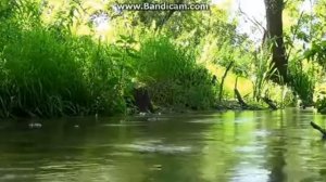 Живая природа 1