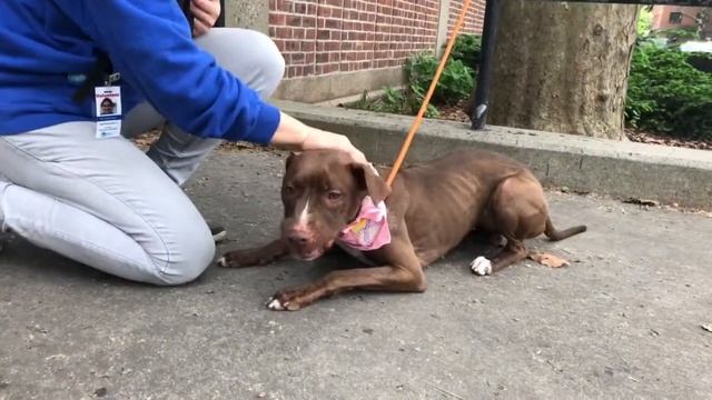 TWILIGHT 24017 is one smart cookie 🍪 смотреть онлайн