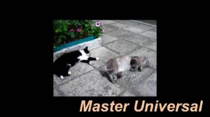 Как пошить кожаные чопики для кошек, которые боятся купаться.