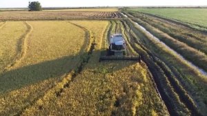 Уборка риса жаткой Piersanti