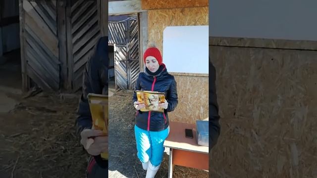 Запись онлайн трансляции викторины на тему "Правила посещения конюшни" смотреть онлайн