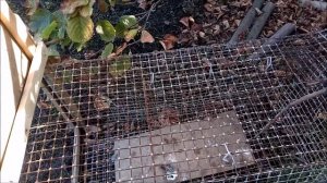 КАК ПОЙМАТЬ ФАЗАНА