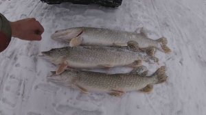 Жерлицы проверка. День шестой.