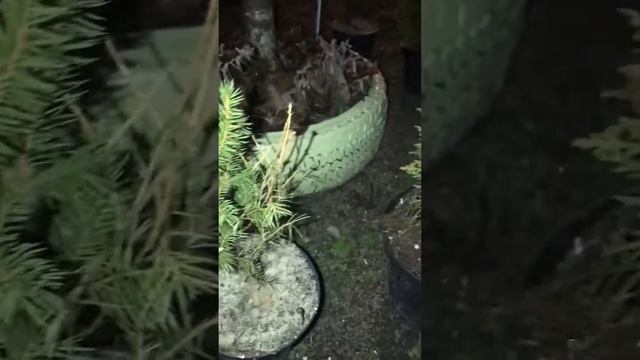 Земельная Община Родов РОДник РАдоМїръЯ. Подготовка к весне. смотреть онлайн