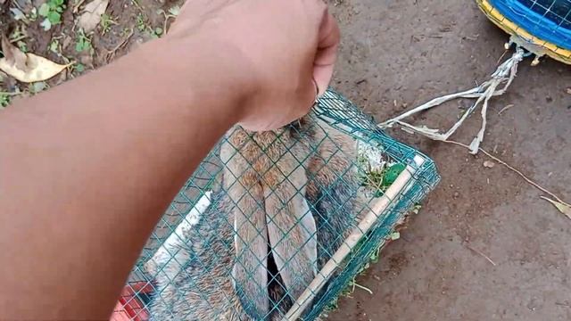 Amazing..!!Truk Oleng Hewan Angkut Sapi warna warni sapi angsa hitam burung kakak tua hamster смотреть онлайн