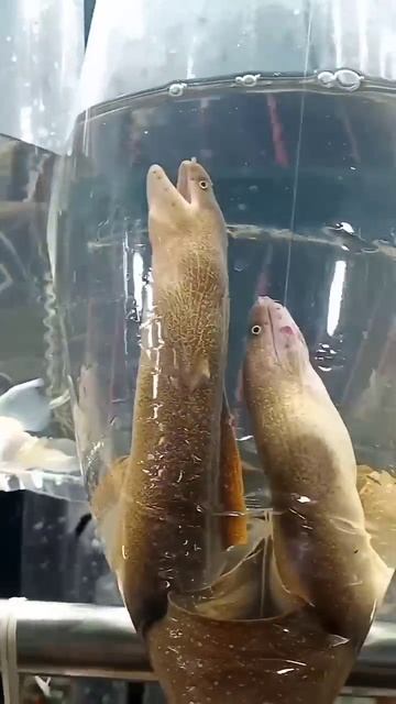 kolathur fish market ,aquariumfish starts @6rs part 1#kolathurfishmarket #aquariumfish #meenthoutti