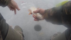 Крупная тарань.  Технология. Часть  9  Зимний Маныч. Практика Юрия Философа.