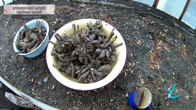 Проращивание клубней георгинов весной в теплице