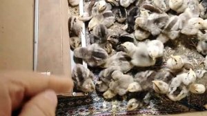 12 сентября 2019г. осенний   ВЫВОД ЦЫПЛЯТ и СОДЕРЖАНИЕ их с нуля