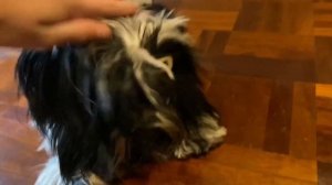 Как научить собаку стоять на задних лапах