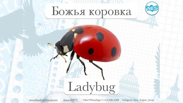 Видео-словарь NES - Животный мир (80-85) смотреть онлайн