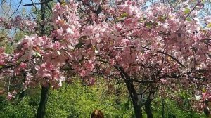 Цветущий сад (г. Молодогвардейск) - весна-2023