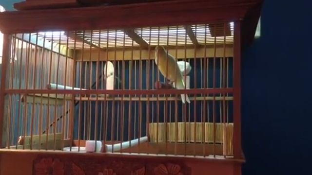 Кенар Русский овсяночного напева смотреть онлайн