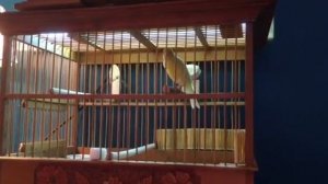 Кенар Русский овсяночного напева