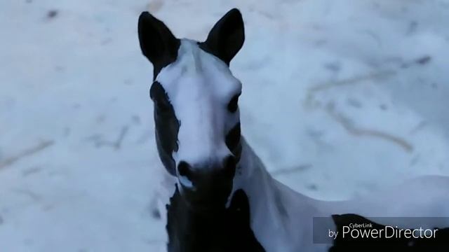 Шляйх Сериал/Унесённые Ветром/5 серия/Schleich Series/ смотреть онлайн