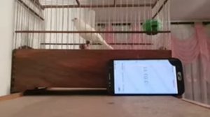 Кенар овсяночного напева заводчик Хасан Касимов Таджикистан кенару 4 года