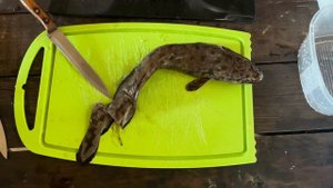 Уха из Налима