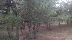 923. Крылья советов. Язык жестов. ...чешет затылок ., домашний , волнуется ....