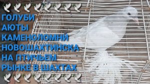 🕊🕊🕊 Голуби Аюты, Каменоломни, Новошахтинска на городском птичьем рынке в г.Шахты.