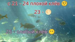 Когда ловить карпа в мае?  Лунный календарь рыбака на май 2024