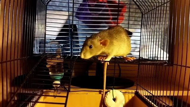 ОБЗОР НА ДОМАШНЮЮ КРЫСУ. КЛЕТКА, ГИГИЕНА, ПИТАНИЕ. смотреть онлайн