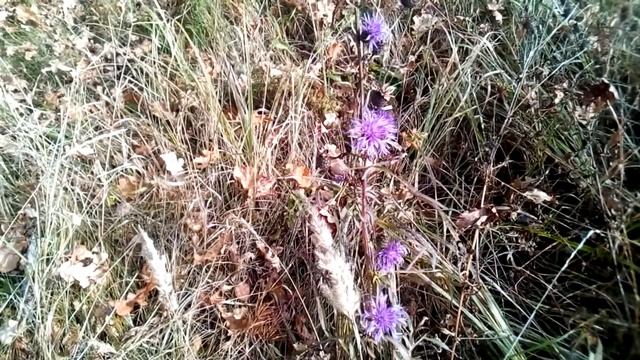 живая природа прикрасная пора осень смотреть онлайн