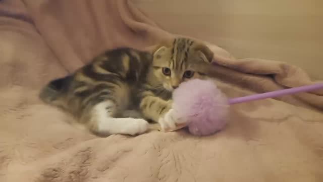 Шотландский вислоухий котёнок