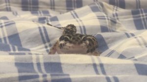 Мой домашний єублефар на прогулке #эублефар #рекомендации