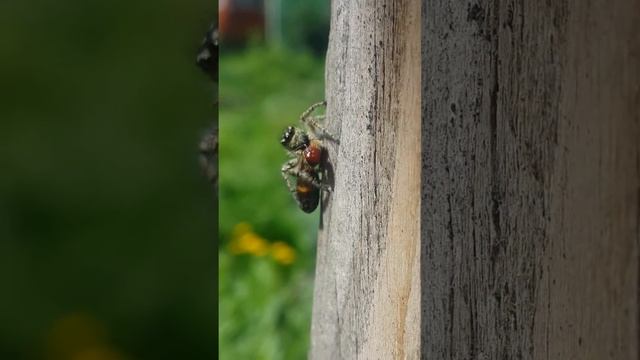 загадки природы смотреть онлайн