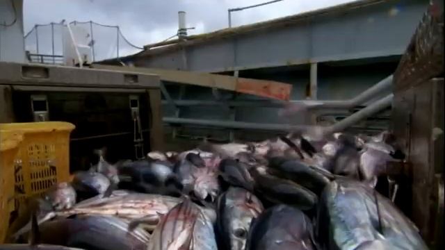 захист природи.avi смотреть онлайн