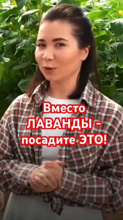 ТОП-5 МАЛОУХОДНЫХ растений, которые ЗАМЕНЯТ ЛАВАНДУ