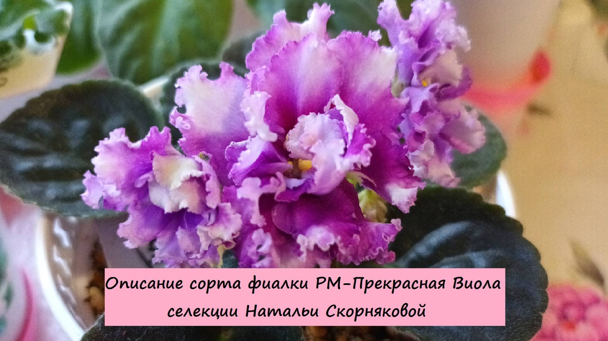 Описание сорта фиалки селекции Натальи Скорняковой РМ-Прекрасная Виола!