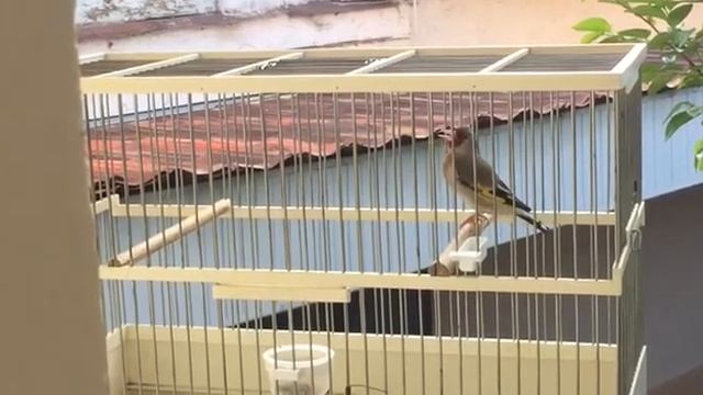 Пение щегла смотреть онлайн