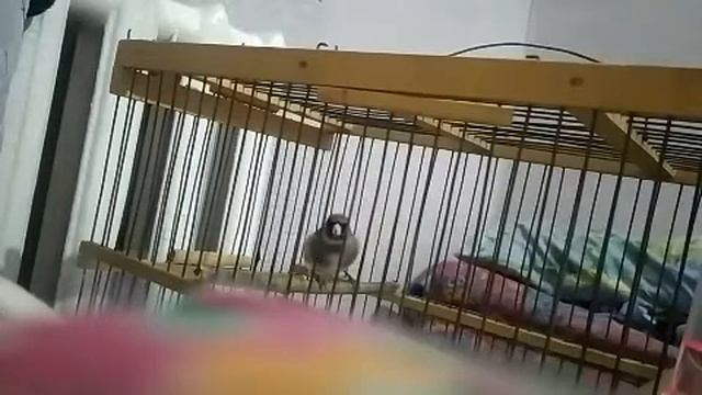 Пение щегла  седоголовый