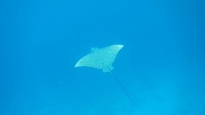 Скат Орляк. Красное море. Шарм-эш-Шейх. Шаркс-Бей. 2024