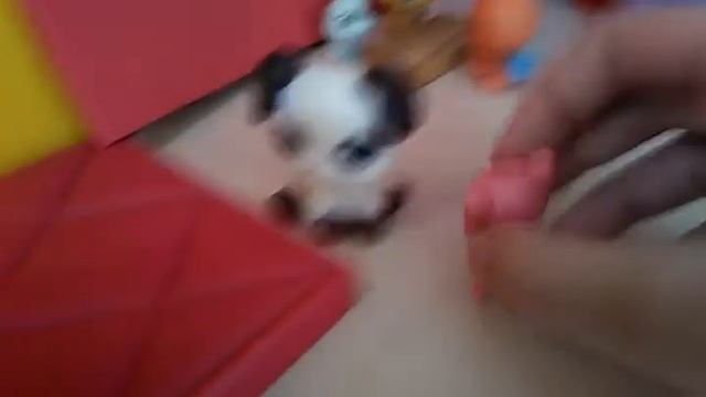 LPS сериал Бедная и богатая семья 1 часть смотреть онлайн