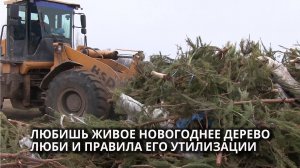 Утилизация новогодних ёлок: правила, штрафы, процесс