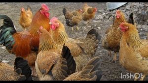 Топ 5 кур несушек которых обязательно нужно завести на этот сезон.